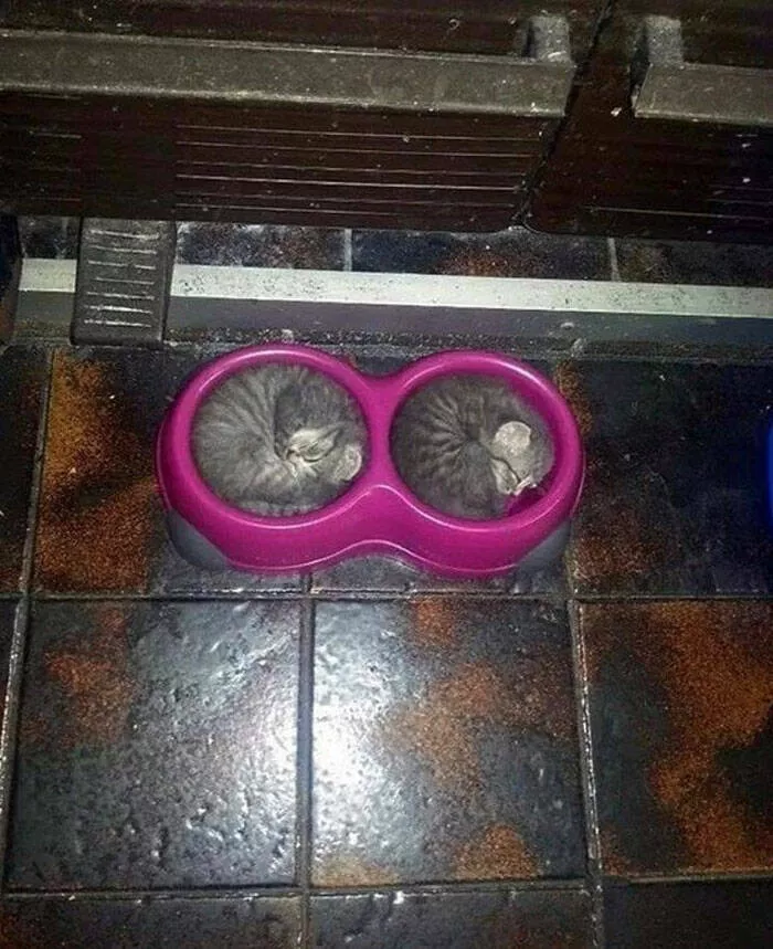 Chats droles - #5 
