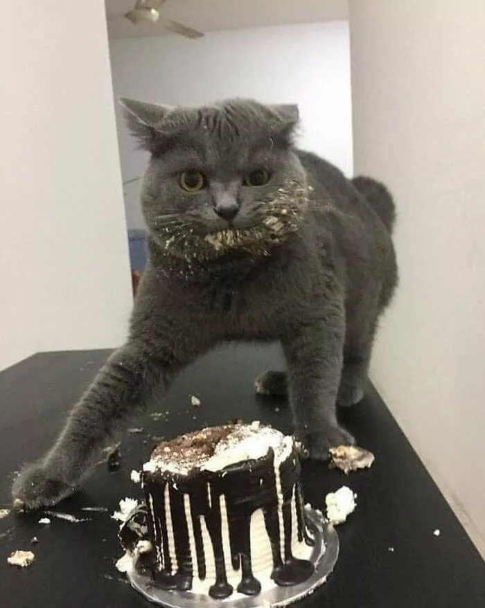 Funny cats - #6 