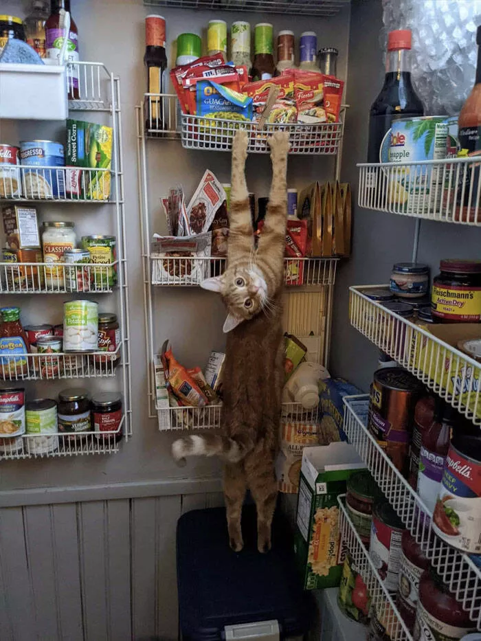Funny cats - #8 