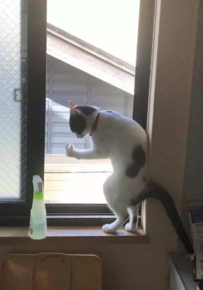 Chats droles - #9 