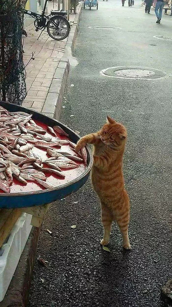Thief - #6 