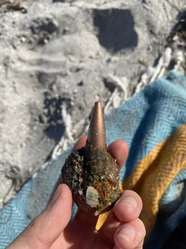 Rare objects to discover - #1 A .50 bullet encased in coral Rare objects to discover - #1 A .50 bullet encased in coral