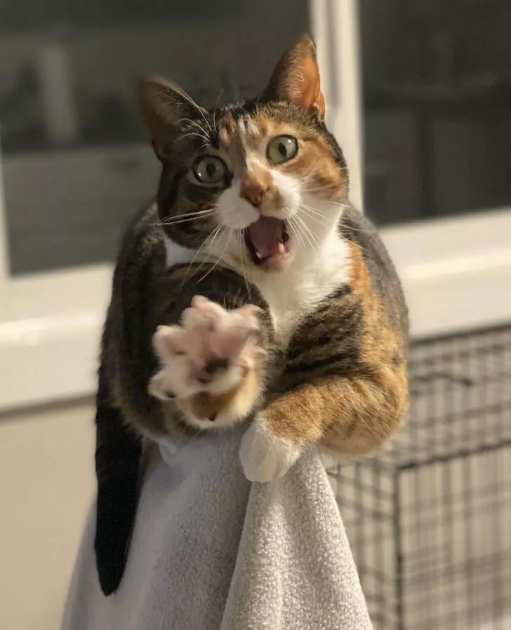 Its so funny and cute
