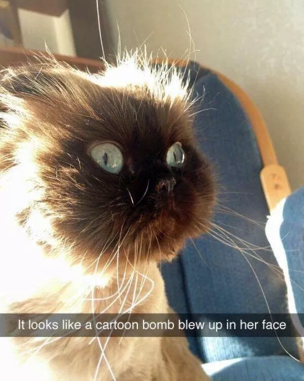A compilation of funny pictures - #30 