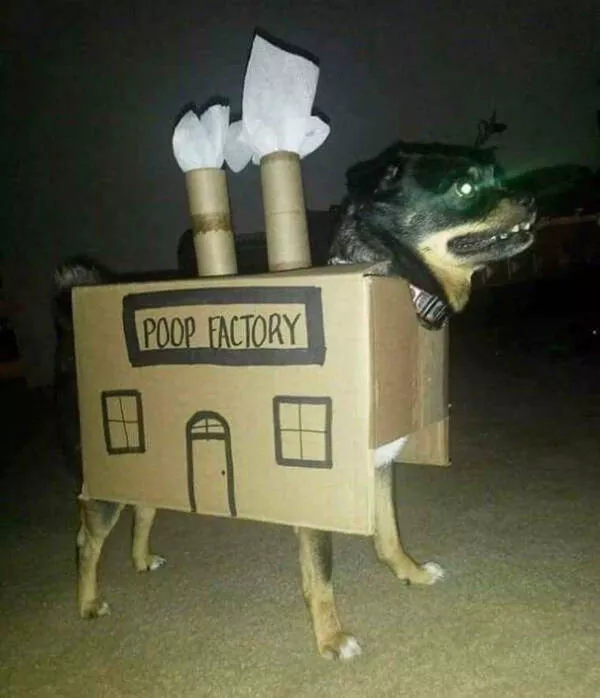 A compilation of funny pictures