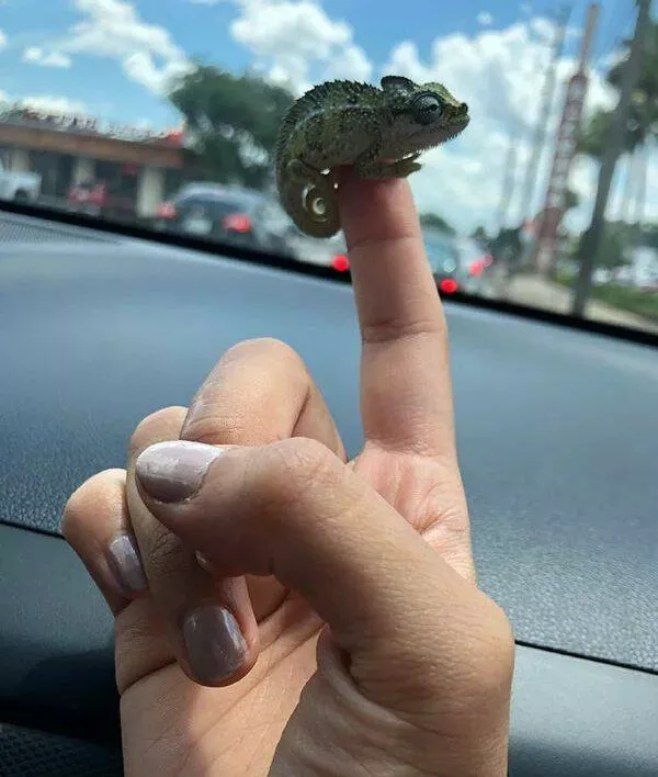 Love animal - #10 