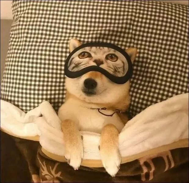Love animal - #11 