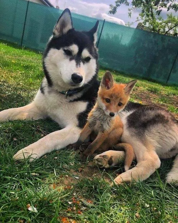 Love animal - #13 