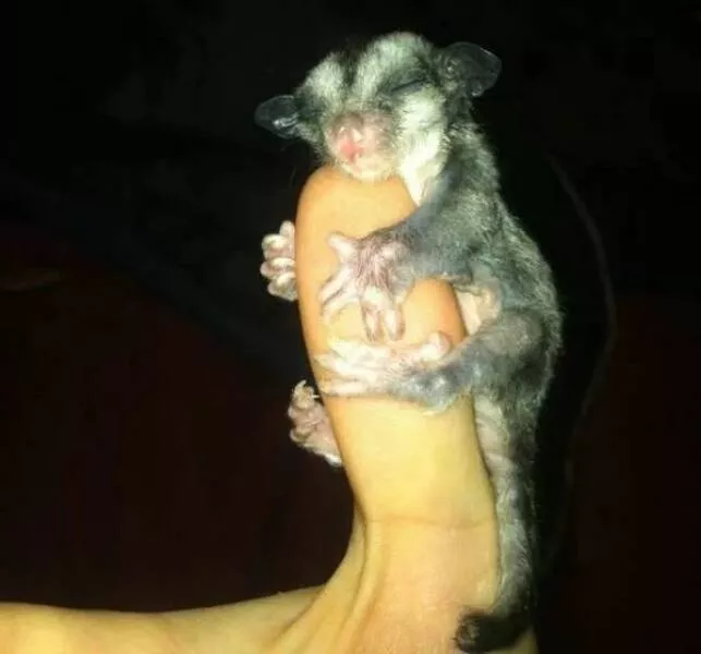 Love animal - #14 