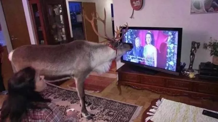 Love animal - #15 