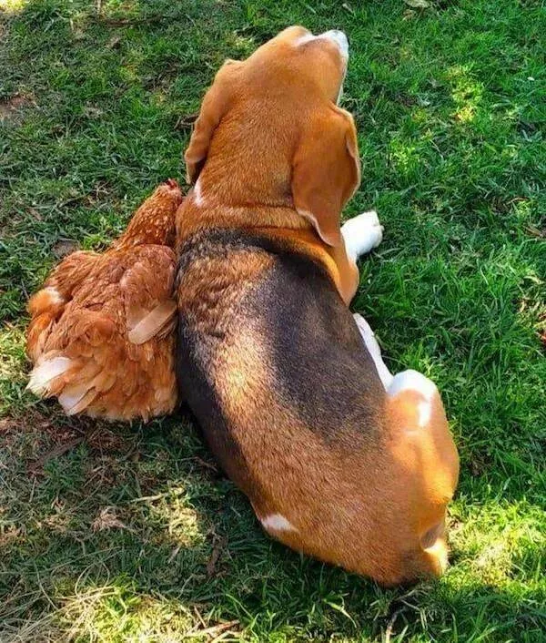 Love animal - #21 