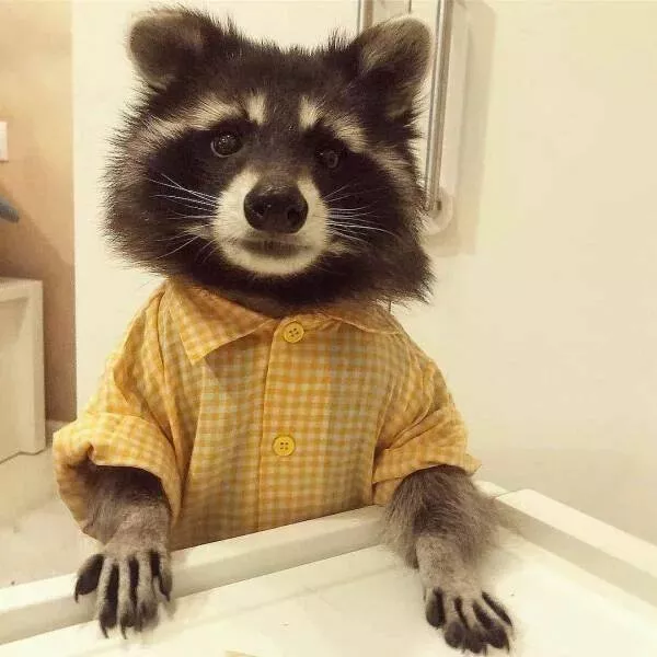 Love animal - #25 