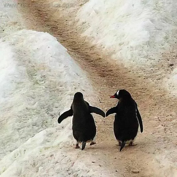 Love animal - #26 