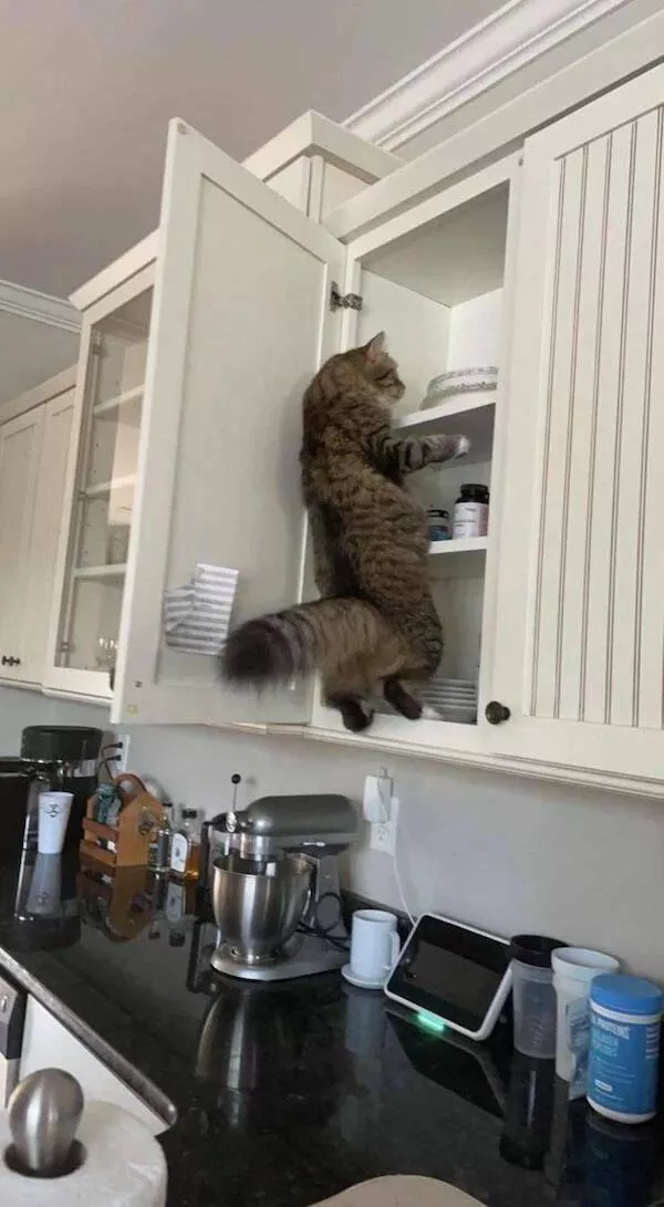 Love animal - #29 