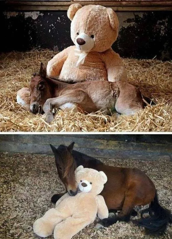Love animal - #30 
