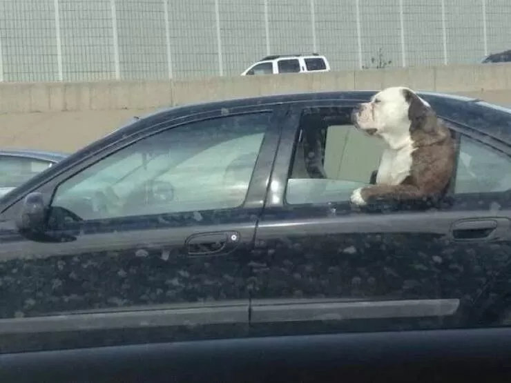Love animal - #31 