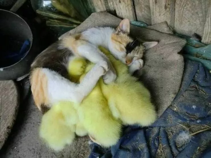 Love animal - #33 