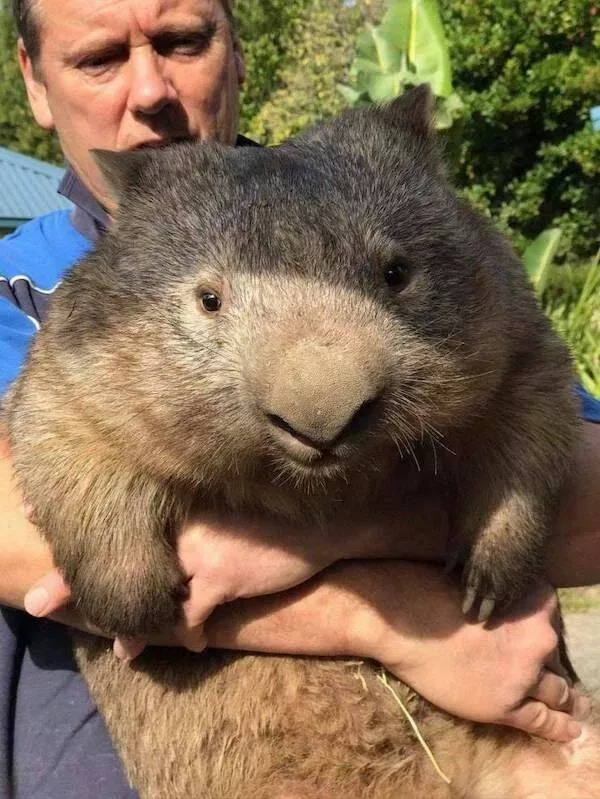 Love animal - #37 