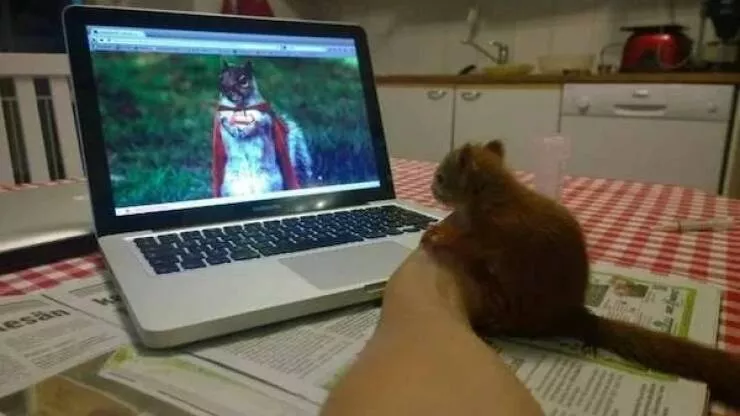 Love animal - #41 