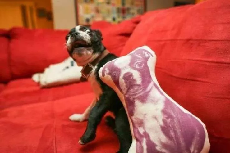 Love animal - #42 