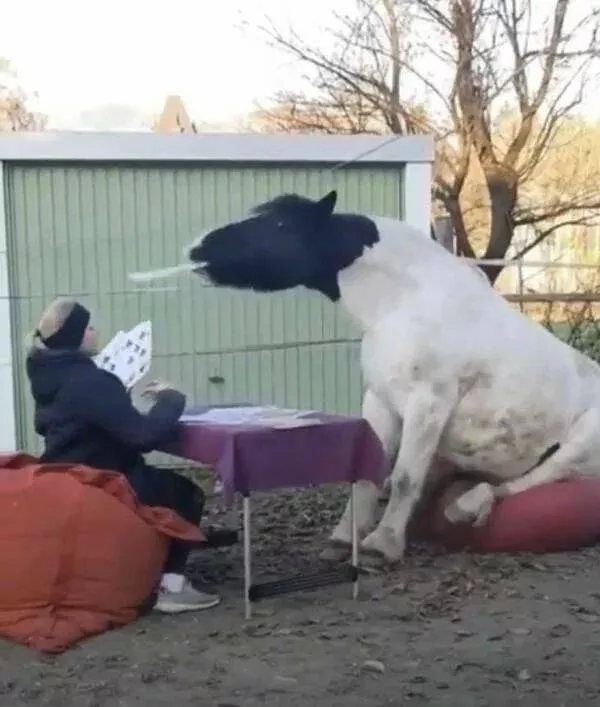 Love animal - #44 