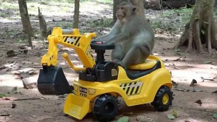 Love animal - #46 