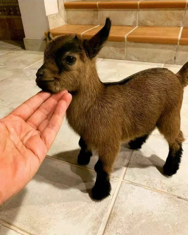 Love animal - #48 