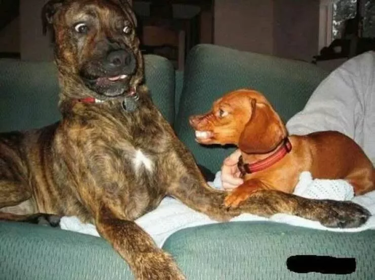 Love animal - #49 
