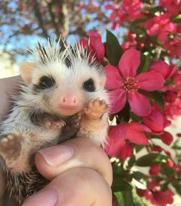 Love animal - #8 