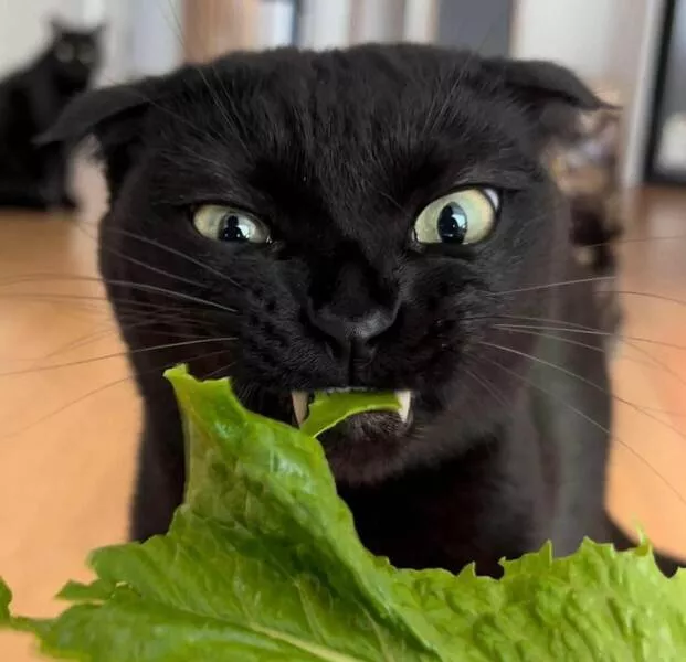 Picdump 626 - #56 