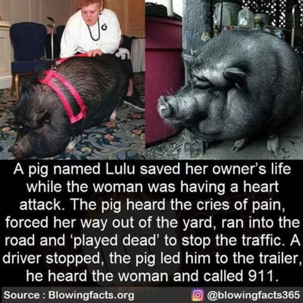 A good dose of information