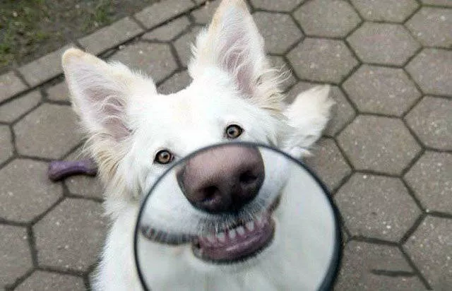 Picdump 96