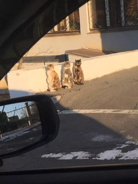 Picdump 11 - #22 