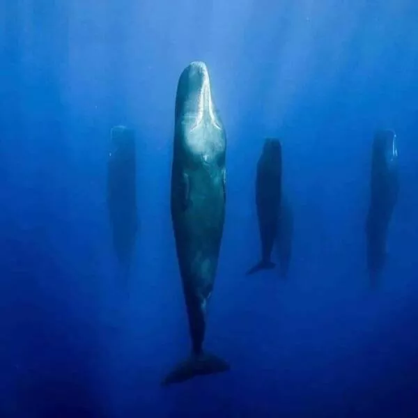 Terrifying moments caught in pictures - #2 
