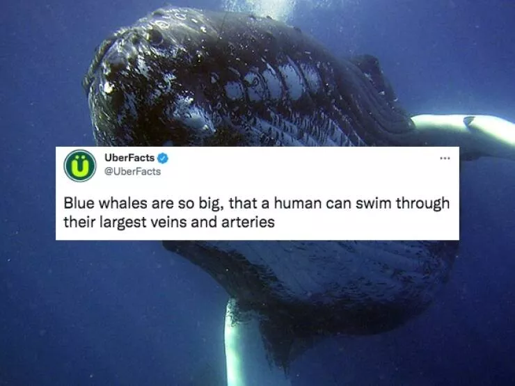 Crazy facts - #30 