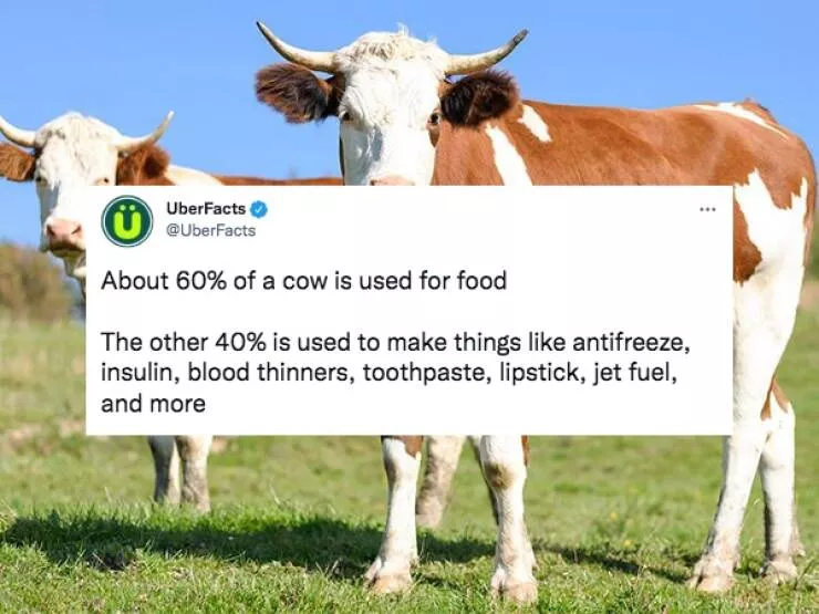 Crazy facts - #7 