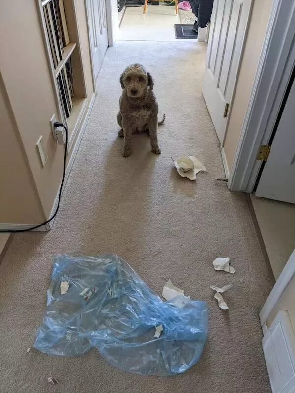 Funny dogs - #11 