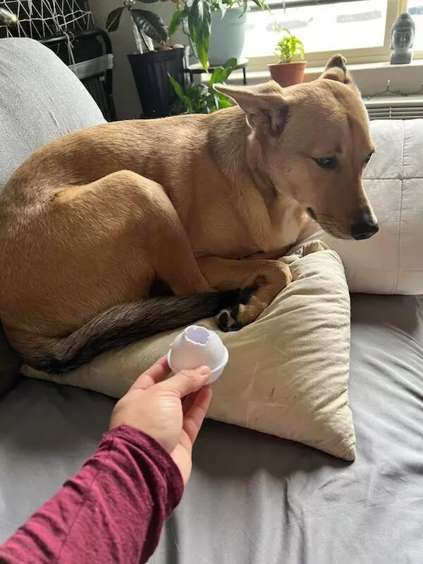 Funny dogs - #12 