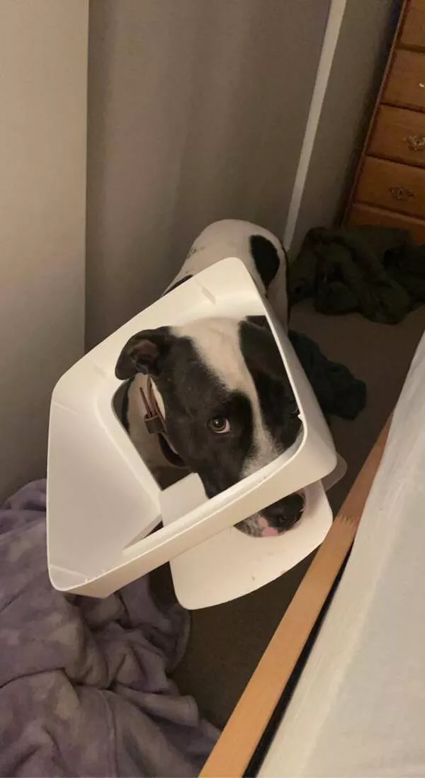 Funny dogs - #14 