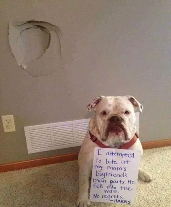Funny dogs - #15 