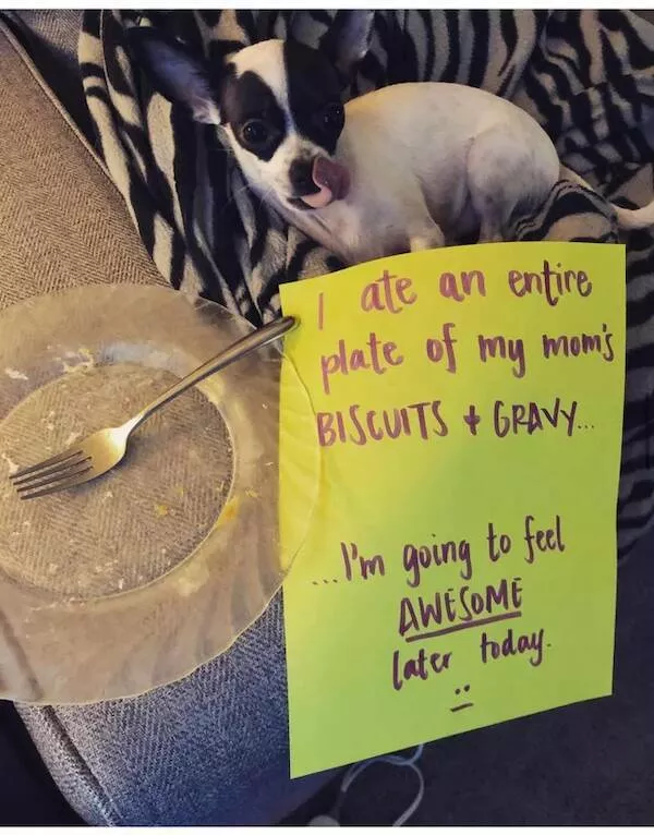 Funny dogs - #16 
