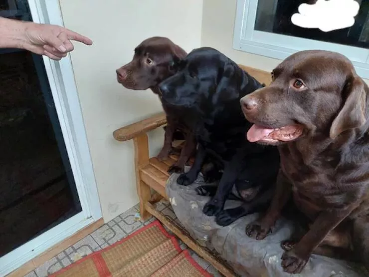 Chiens droles - #17 