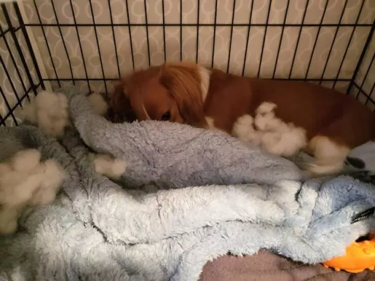 Funny dogs - #19 