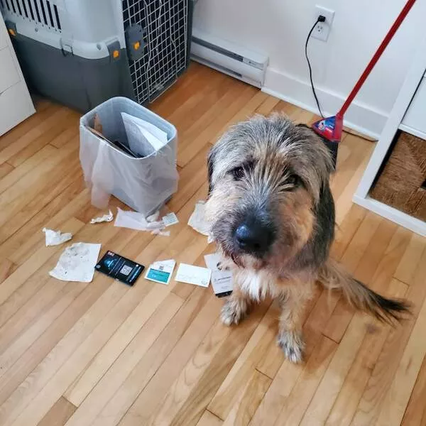 Chiens droles - #2 