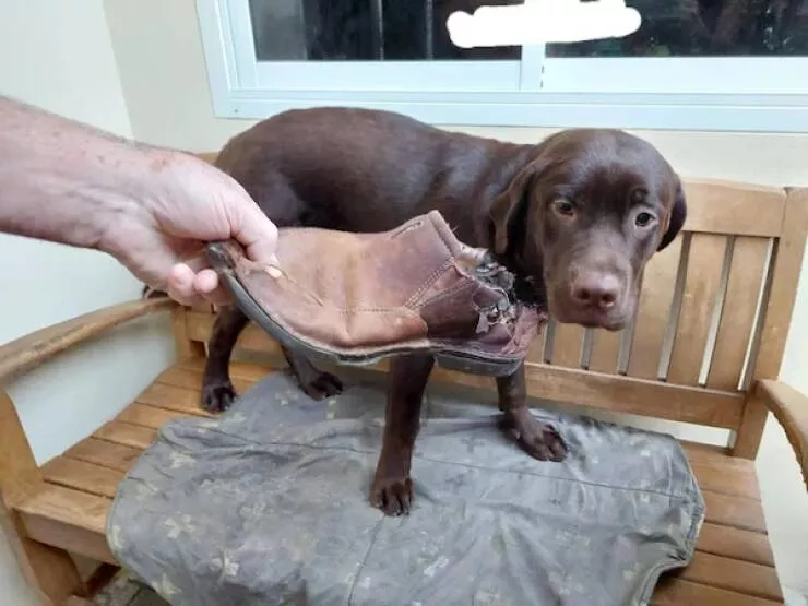 Funny dogs - #20 
