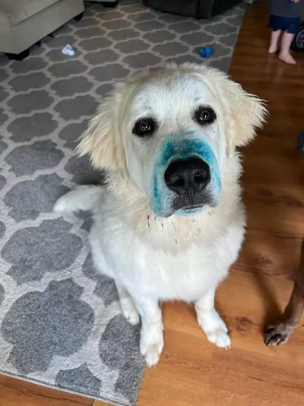 Funny dogs