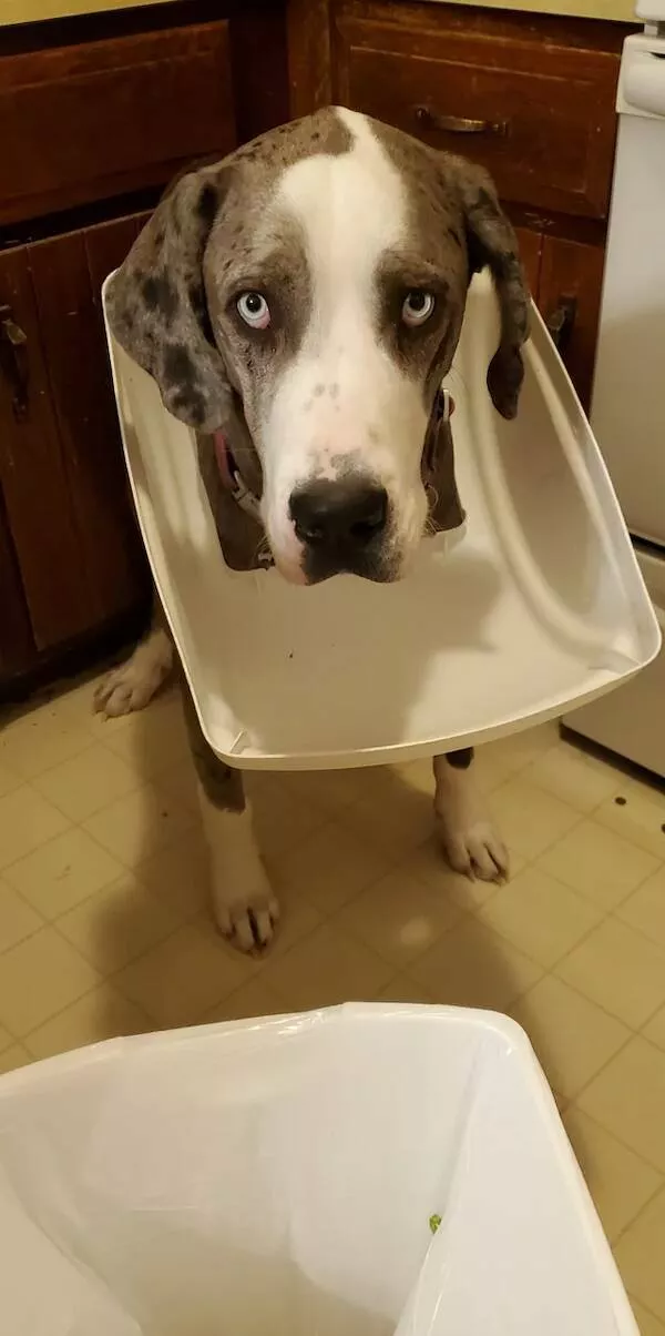 Funny dogs - #3 