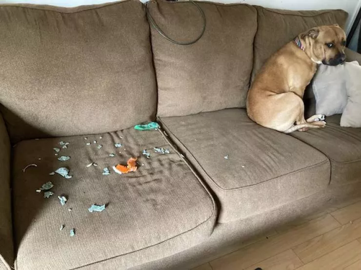 Funny dogs - #4 