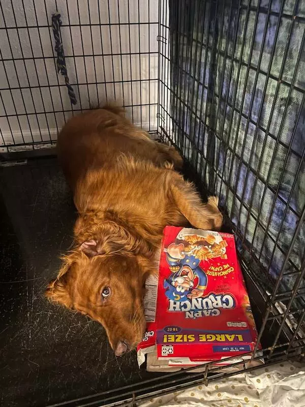 Funny dogs - #6 