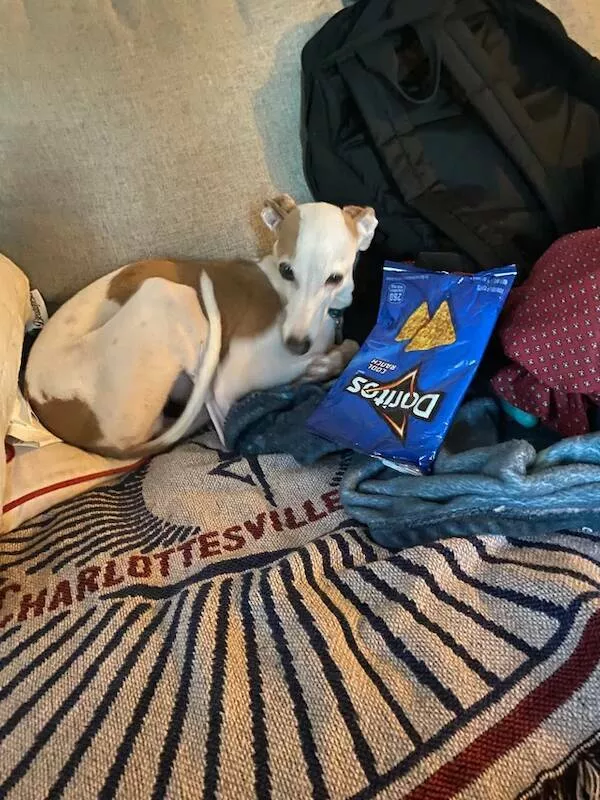 Funny dogs - #8 
